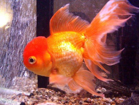 Ikan Mas Hias (Fancy Goldfish) « Konsumenikan's Blog